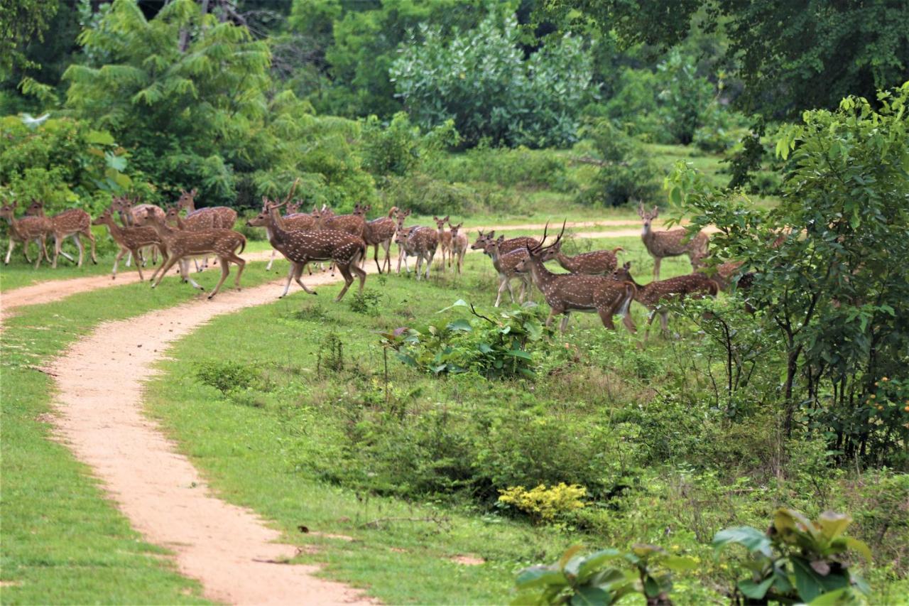 Yala Safari River View Hotel Tissamaharama Εξωτερικό φωτογραφία